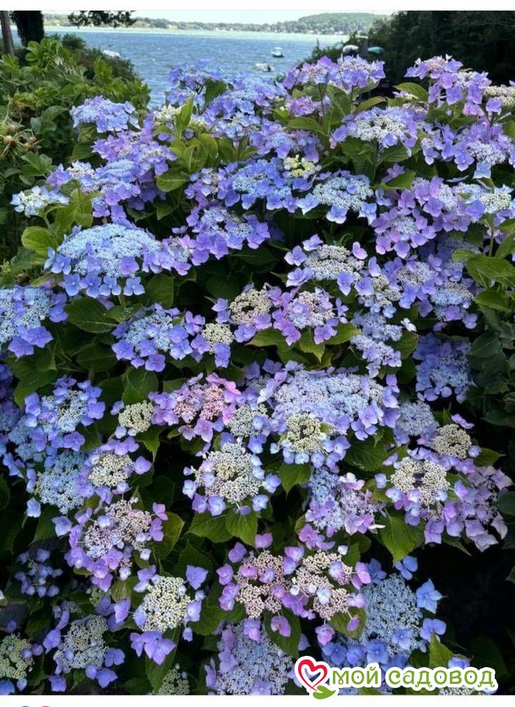Гортензия крупнолистная Таубе (Taube)
